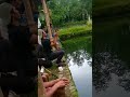 mancing ikan bawal di kolam strike melah nyangkut punya tetangga #shorts