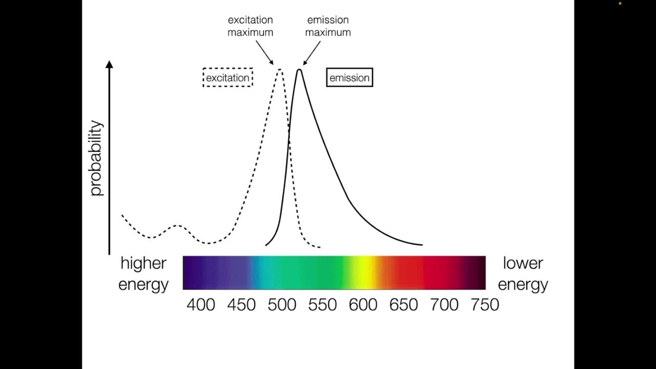 Fluorophore spectra youtube