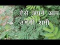 घर में अपने आप उगेगा शमी का पौधा,  Shami Plant, Shami ka paudha, शमी का पौधा लगाने के लिए