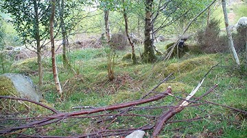 Restoring Hardknott Forest: Three jays and a sheep