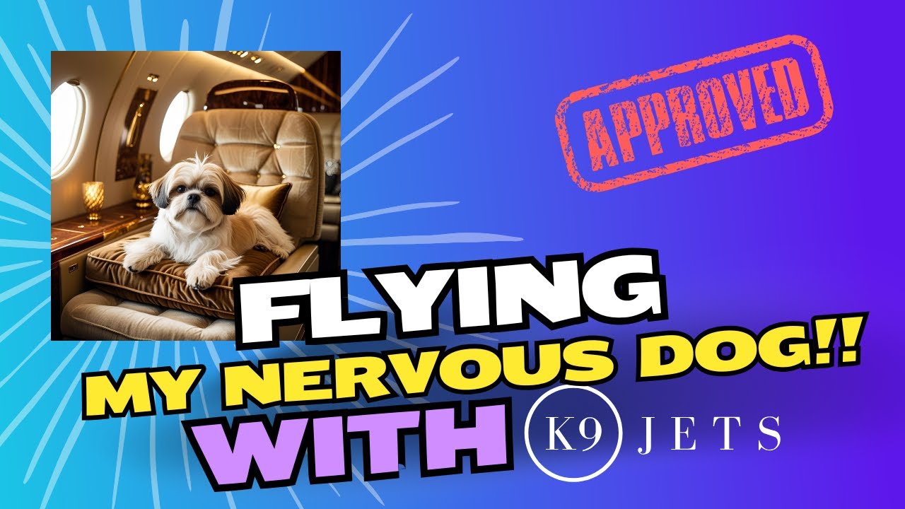 How I Moved My Dog from the US to the UK (Without Losing My Mind) with K9Jets