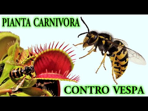 Video: Una pianta carnivora mangerà i moscerini?