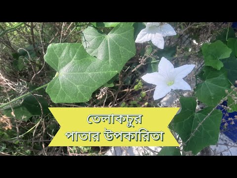 Vidéo: Qu'est-ce que la cephalandra indica ?