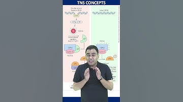 CELL DIVISION ARREST IN G1 PHASE DUE TO DS DNA BREAK |  #csirnet #csirlifescience