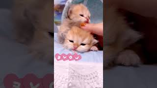 Cute Cats Compilation Funny Videos, Cat Shorts, and Little Kittens