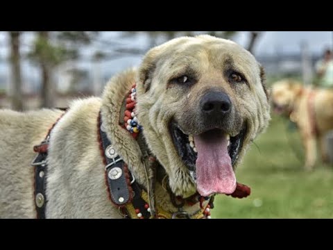 AFYON ÇOBAN KÖPEKLERİ ~ KASAP TURAN