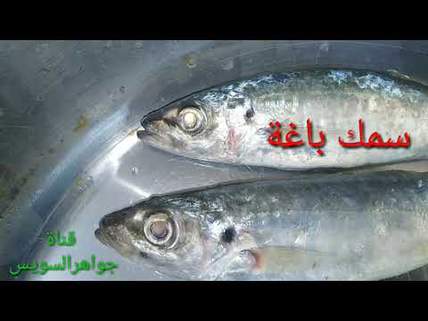 معلومه في دقيقة سمك باغة من أسماك البحر الاحمر منها المبروم والعريض أبو عين