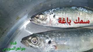معلومه في دقيقة :سمك باغة من أسماك البحر الاحمر منها المبروم والعريض أبو عين