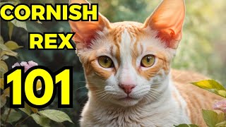 cornish rex pros and cons | EVERYTHING you need to know cornish rex 101