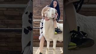 girl riding on sheep #reels #viral #trending #funny #sheep #animals