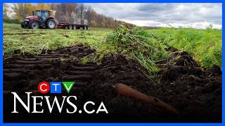 ‘Unreasonable’ for Canadian agriculture to be targeted in U.S. tariffs: industry expert