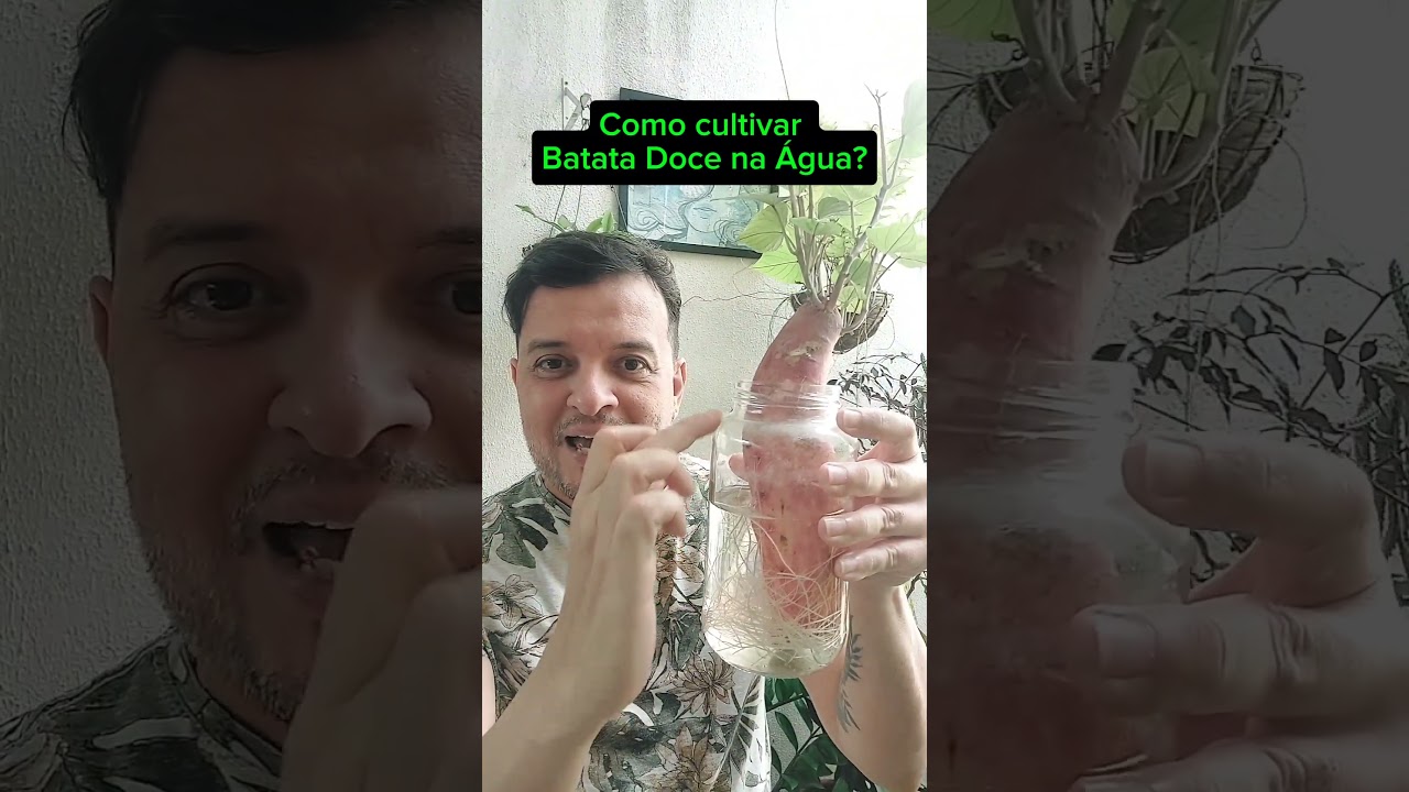 Como cultivar a batata doce na água? 