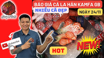 Tổng hợp cá la hán kamfa và kamfa GB nhập khẩu Thái Lan cực đẹp kèm báo giá cho anh em 0989060606