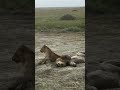 Hermoso Recuerdo De Orkirikoi Y Su Hijo Masai Mara Richardgenerally2025