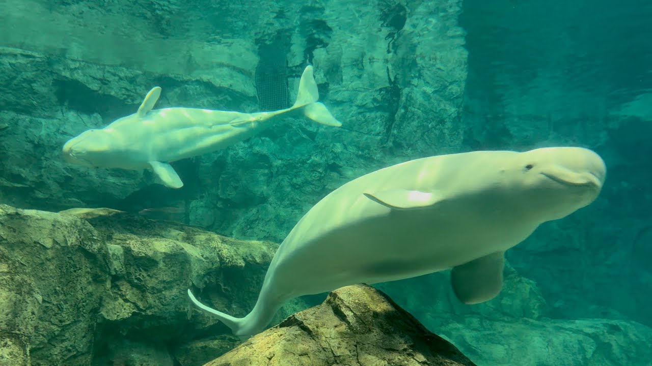 2025/03/20 ナナ&ミライの自由時間【ベルーガの不思議な魚の食べ方開催