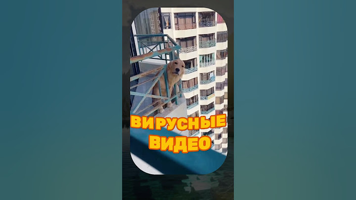 ВИРУСНЫЕ ВИДЕО / Толстый кот 🤣