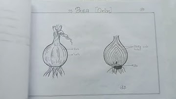 Intermediate Botany Record, Ap