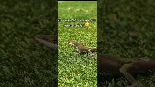 Have You Seen Them Do It Before? #wildliferescue #conservation #nature #lizard #wildlife