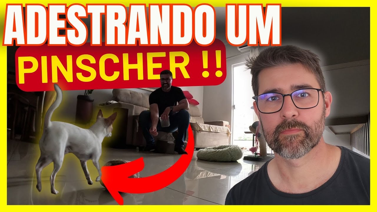 Como Adestrar um Pinscher Adulto: Transformação Passo a Passo