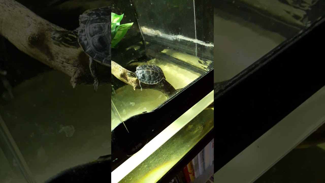 Chrysemys picta dorsalis Exo Terra Paludarium sunbathing