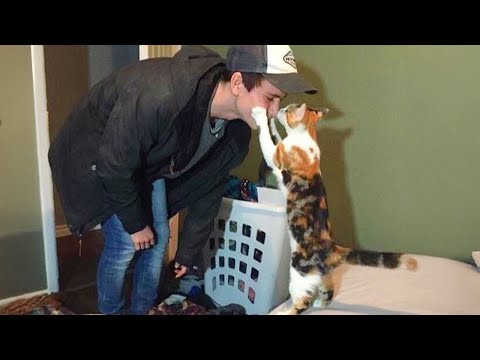 When Cats Become