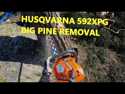 Big pine removal with Husqvarna 592XPG & T540XP - YouTube