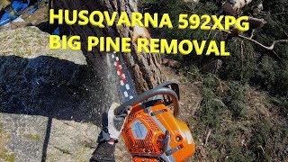Big pine removal with Husqvarna 592XPG & T540XP by patkarlsson 18,823 views 2 years ago 26 minutes