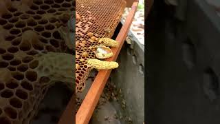 រុន្ធក្សត្រីយ៏ Queen Cell #honey #honeybeesting #workerbee #bee