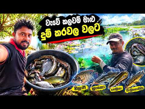 හුංගෝ, කාවයියෝ, තෙලියා, වැලිගොව්වා තිලාපි කවලම් මාළු වලින් දුම් කරවල 🐠🦈🐋 | kulikkada village vlog 03