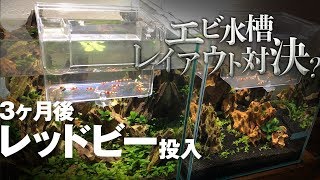 レイアウト対決水槽にレッドビー投入!  / 山田氏vsリウム社長