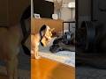 Wake up Prank!Dog's Reaction is Very Cute #shorts