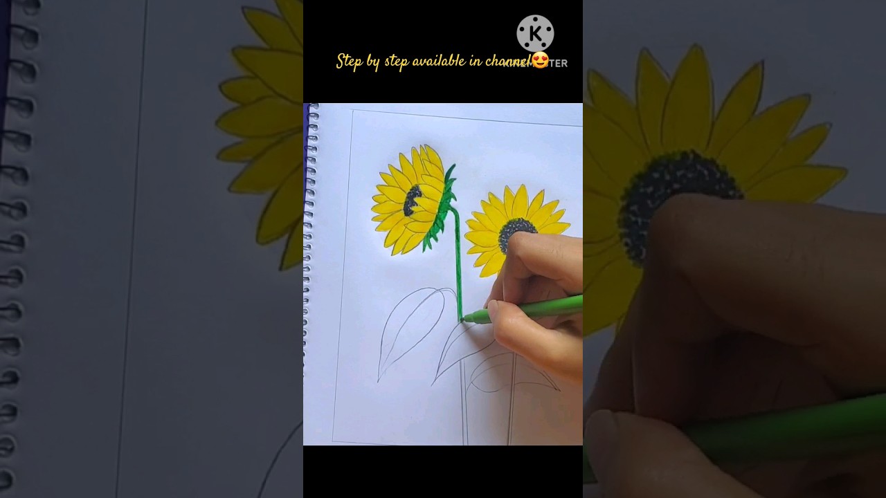 sunflower // easy draw with regular colour pencils 😇😇