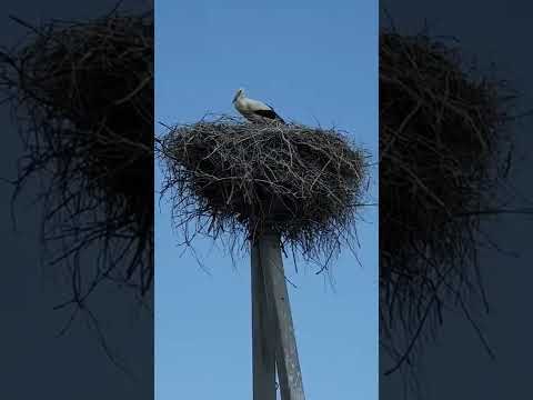 Аист свил гнездо на столбе