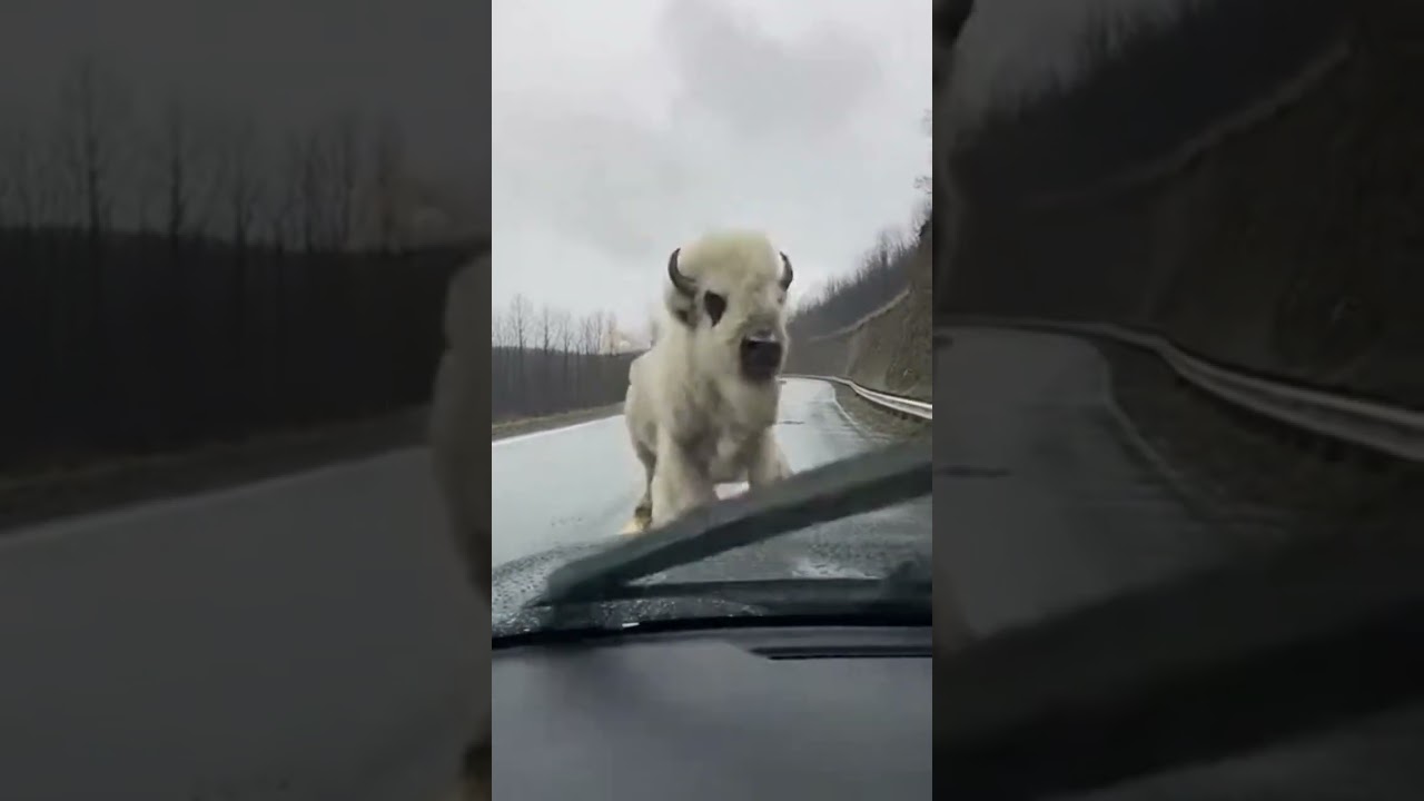 SHOCKING RARE WHITE BISON CHARGE! | Cliff Fall & Car Attack Caught on Camera