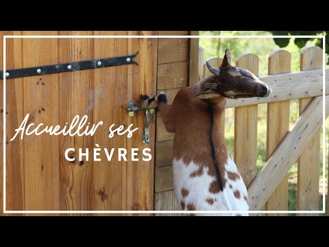 Vidéo: Comment Garder Une Chèvre