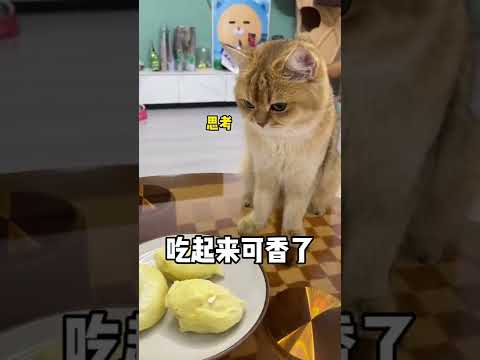 【牛奶是只猫】千万不要当我猫咪的面吃榴莲！