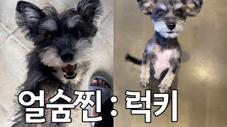 예쁜 얼굴을 숨긴 찐다 : 럭키 (슈나우저)