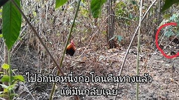 ไก่ป่าเข้าไวมากแค่8นาที, qaib qus tuaj saib tiag tiag