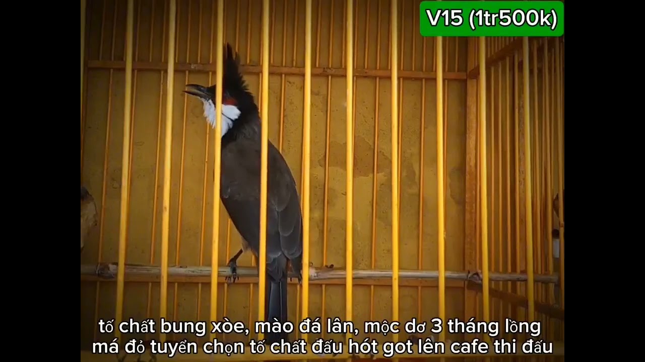 Chào mào hót kích lửa  Chào mào hót 