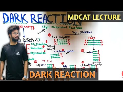 Calvin Cycle | Nmdcat 2021 | Dark Reaction Of Photosynthesis