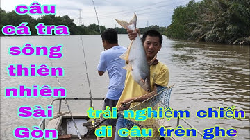 Câu cá tra sông thiên nhiên Sài Gòn trải nghiệm câu ghe toàn cá tra khủng @caucathiennhien50