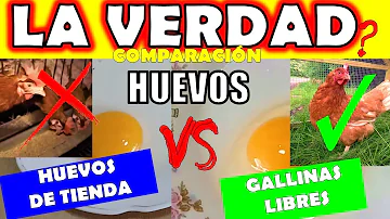 ¿Qué diferencia hay entre los huevos de gallinas criadas en jaulas y los huevos de gallinas camperas?