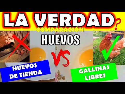 HUEVOS de tienda VS huevos de gallina LIBRE en pastoreo  ¿CUAL ES MEJOR? ESTO ABRIRÁ TU MENTE 🔰✅👍