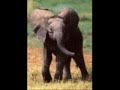 Henry mancini  baby elephant walk