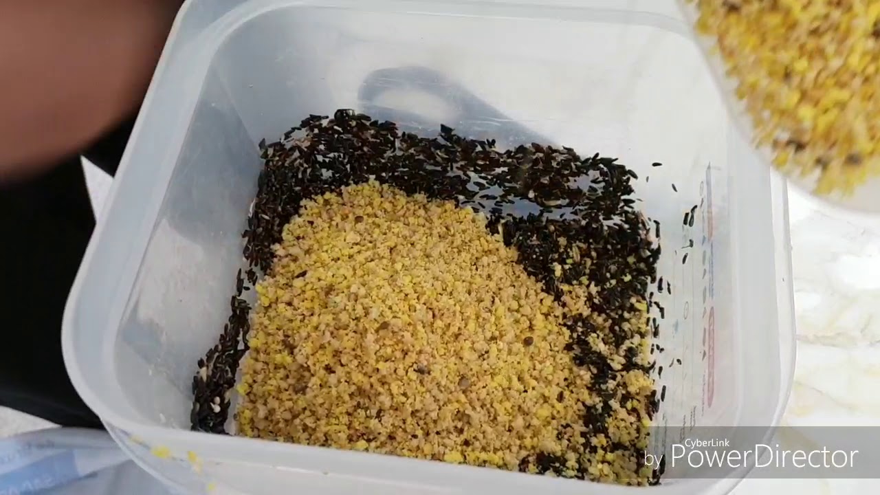 Présentation des graines germées germix top produits 😉