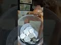 DAY 15 MENABUNG KOIN RECEH KEMBALIAN WARUNG TARGET PENUH 1 TOPLES CUPANG #asmr #asmrsounds #nabung