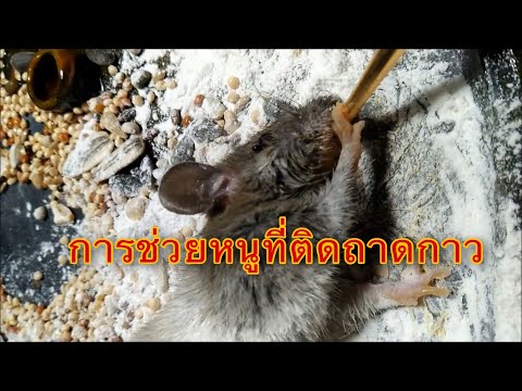 การช่วยหนูที่ติดกาวดักหนู (How to remove a live mouse from sticky trap)