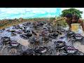 Fishing Traditional ! Amazing Trap Catching Many Craps In Big Lake By A Fisherma