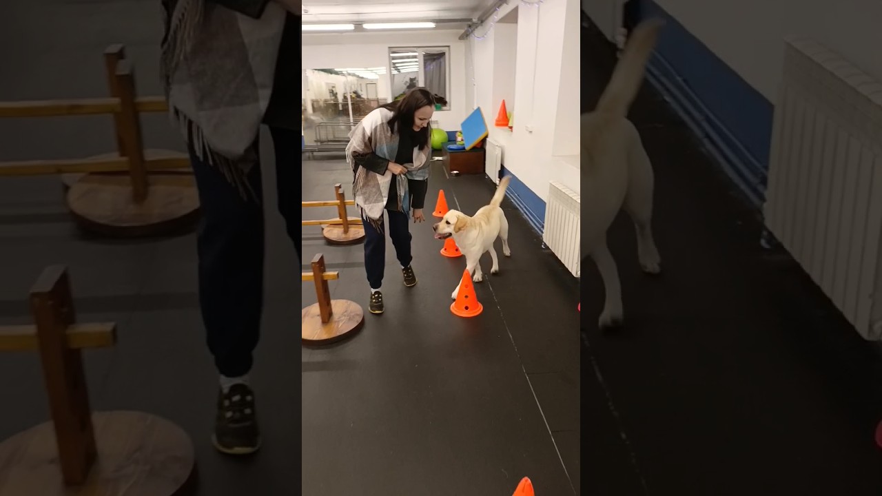 My Labrador dog is learning to walk like a snake in training 