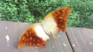 IMG 1687